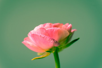 Close up of pink ranunculus on green background.