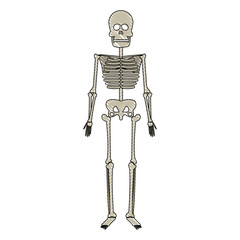 drawing skeleton human bones skull medicine vector illustration