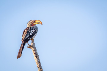 Southern yellow-billed hornbill on a branch.