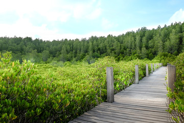 Fototapeta na wymiar Mangrove forest Nature and Forest Klaeng in Rayong, Thailand