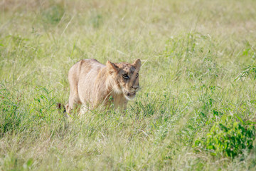 Lion walking in high grass.