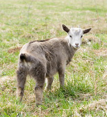 Young goat is grazing on a lawn