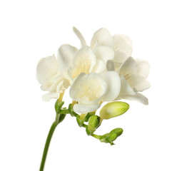 Naklejka na ściany i meble Beautiful freesia flowers on white background