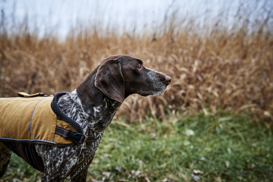 profile of a hunting dog in a field