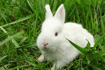 Cute little rabbit sitting on green grass