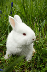 Cute little rabbit sitting on green grass