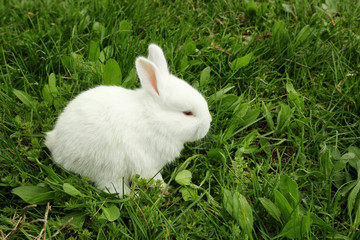 Cute little rabbit sitting on green grass