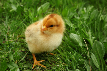 Cute baby chick on green grass, closeup
