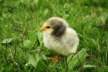 Cute baby chick on green grass, closeup