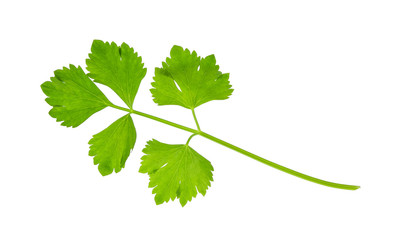 Celery isolated on white background