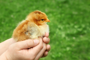 Woman holding little baby chick