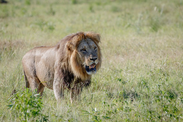 Male Lion walking in the grass.