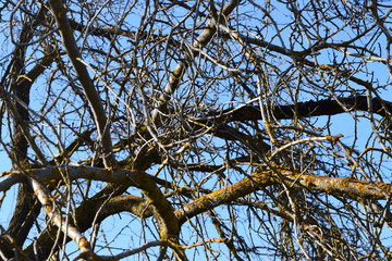 Dead Tree 4