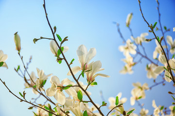 Branches of blooming tree flowers on sky background