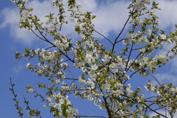 Branches of cherry blossoms. Flowering of fruit tree.