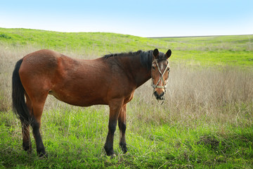 Horse grazing on field with green grass