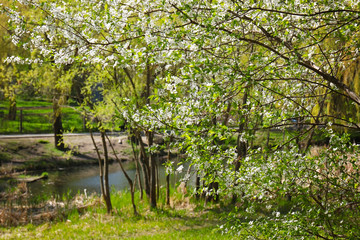 Fototapeta na wymiar Beautiful blooming tree in park on spring day