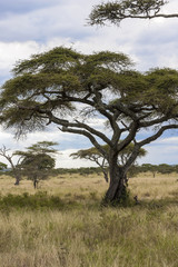 Baobab or boab, boaboa, bottle tree, upside-down tree, and monkey bread tree Tarangire National...