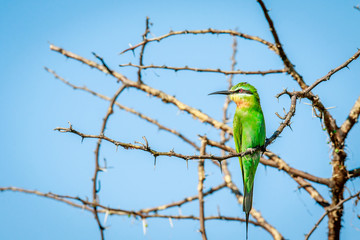 Blue-cheeked bee-eater on a branch.