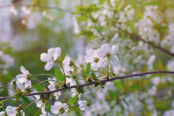 Branches of blooming tree on spring day
