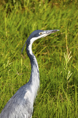 Grey Headed Heron Tanzania Africa