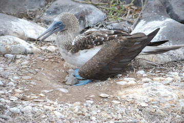 Blue-footed Booby and baby