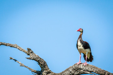 Spur-winged goose on a branch.