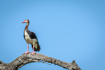 Spur-winged goose on a branch.
