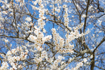 Spring flowers blooming in Korea