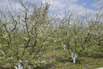 Flowering plum garden