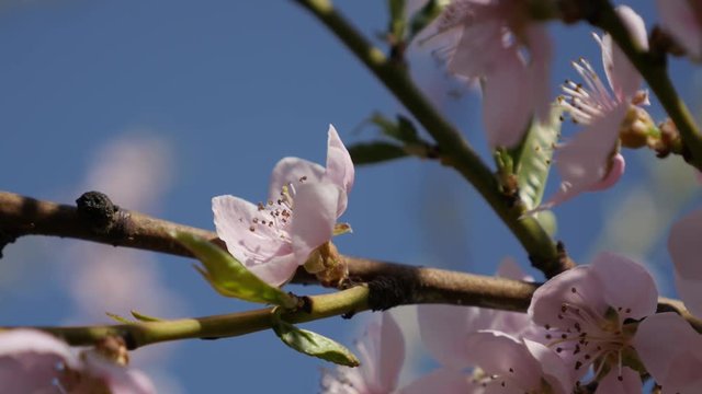 Tiny Prunus persica spring flowers against blue sky 4K 2160p 30fps UltraHD footage - Deciduous peach fruit tree branches close-up 3840X2160 UHD video