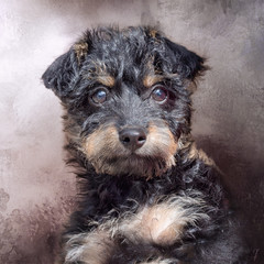 New pup in town, Cute puppy dog portrait.