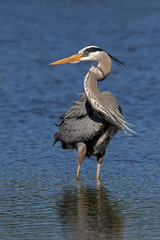 Great Blue Heron ( Ardea Herodias) standing in shallow water while fishing at Fort Desoto Park near St. Pete Beach, Florida.