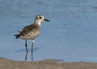Black bellied Plover ( Pluvialis squatarola) standing in shallow water looking for blood worms at Fort Desoto Park near St. Pete Beach, Florida.