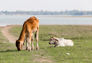 The calf is feeding grass.