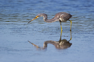 Tricolored Heron ( Egretta tricolor) preparing to strike while fishing at Fort Desoto Park near St. Pete Beach, Florida.