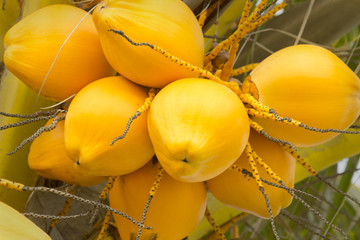 Yellow coconut © Roberto Epifanio
