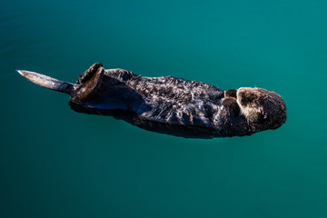 September 2, 2016 - A sea otter is floating on its back, Seward. Alaska