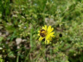 노란꽃에 앉은 꿀벌