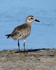 Black bellied Plover ( Pluvialis squatarola) standing on a beach looking for blood worms at Fort Desoto Park near St. Pete Beach, Florida.