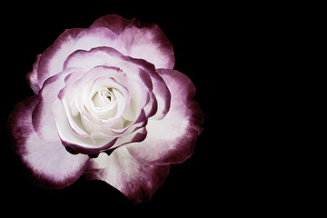 White and dark red rose isolated on black
