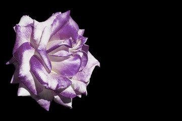 White and purple rose isolated on black.