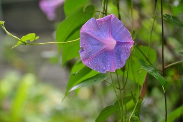 Purple Flower 1