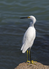 Snowy Egret (Egretta thula) standing on a rock while fishing at St. Pete Beach, Florida.
