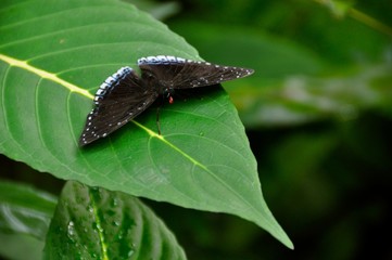 Butterfly in Malaysia