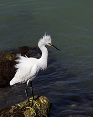 Snowy Egret (Egretta thula) standing on a rock while fishing at St. Pete Beach, Florida.