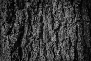 Old tree bark