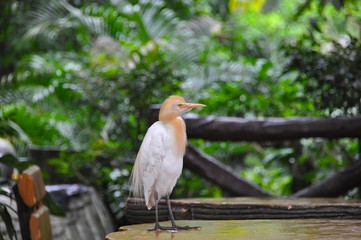 Bird in the Park 3