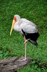 Malaysian Bird Park 14