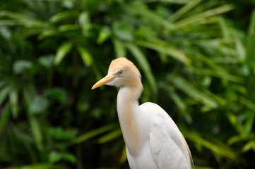 Fototapeta premium Malaysian Bird Park 12